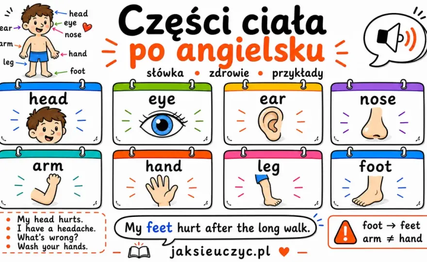 Nazwy części głowy po angielsku. Słówka i przykłady