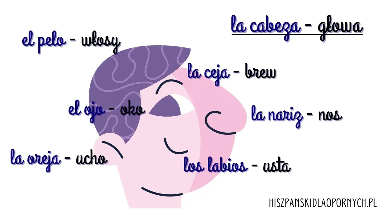 Ilustracja twarzy z podpisami po hiszpańsku i polsku: la cabeza (głowa), el pelo (włosy), el ojo (oko), la oreja (ucho), la ceja (brew), la nariz (nos), los labios (usta).